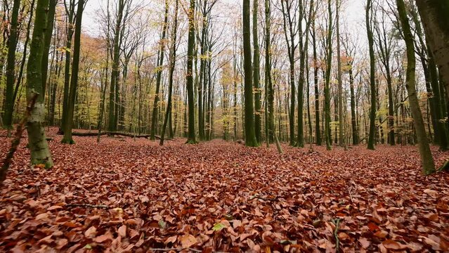 Walk through the autumn beech forest, frontal tracking shot with gimbal, emsland, lower saxony, (fagus sylvatica), germany