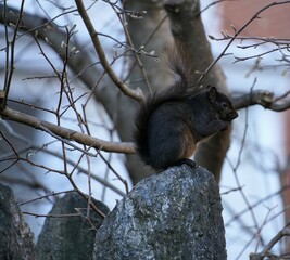 squirrel on tree