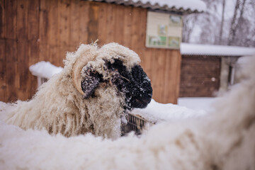 Sheep in snowy winter farm. Animal farm life. Cod snowy winter