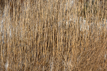 dried grass in winter