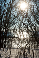 sun and shrubbery - winter, approaching sunset