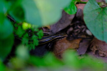 A lizard in a bush