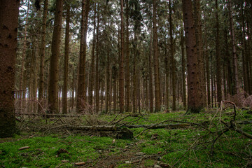 The landscape in a German coniferous forest