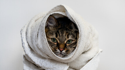 funny cat wrapped in a white towel