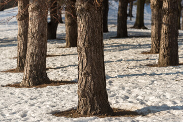 pine tree trunks (mostly) and snow - sunset, winter