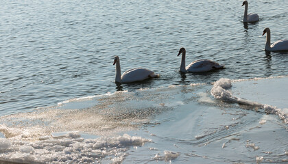 Mute swans on a partly frozen lake
