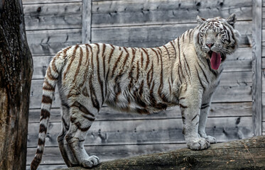 White tiger on the beam. Latin name -Panthera tigris tigris, var. alba	