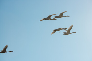 swans in flight