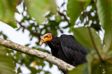 Portrait of a large yellow-headed vulture (Cathartes melambrotus) sitting on a tree with an unusual yellow head against a blue sky. Animals, birds are predators.