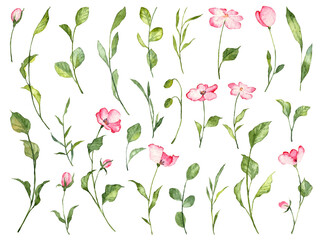 Big collection of watercolor hand painted pink flowers with green leaves on white background. Set of realistic botany florals for decorating, scrapbooking, design templates