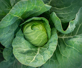 Fototapeta premium head of young green cabbage close-up.