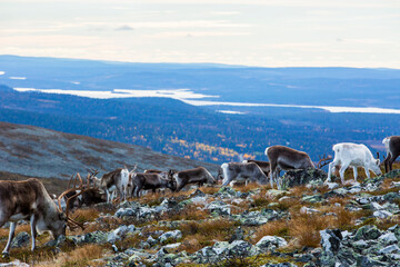 Reindeers in Yllas Pallastunturi National Park, Lapland, northern Finland