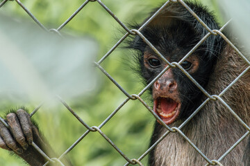 Close-up portrait of a sad and angry monkey screaming through the fence of its cage in the Amazon jungle