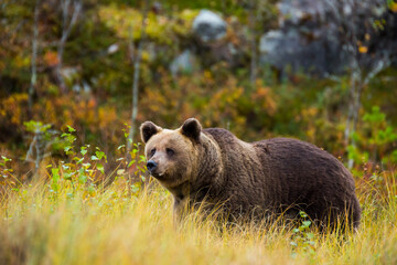 Brown bear in Kuusamo, Lapland, Finland