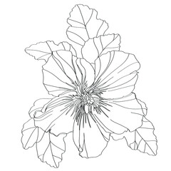 black and white line illustration of hibiscus flower on a white background