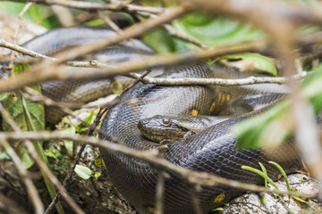 Wild anaconda sunbathing on a branch in the amazon rainforest