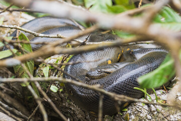 Wild anaconda sunbathing on a branch in the amazon rainforest