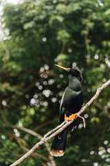 Profile of a tropical black bird sitting on a branch in the amazon forest