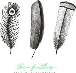 set of feathers vector hand-drawn