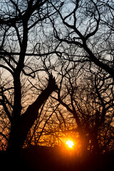 sun about to dip beyond the horizon with a screen of bare trees