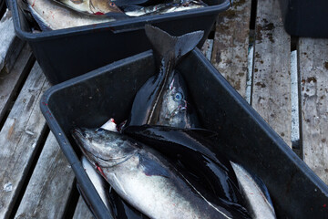 Closeup of freshly caught Atlantic cods. Freshly caught fish. Fishing in Norway.