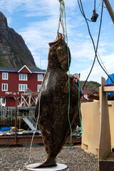 Big fish Halibut. Behind the beautiful village in Norway.