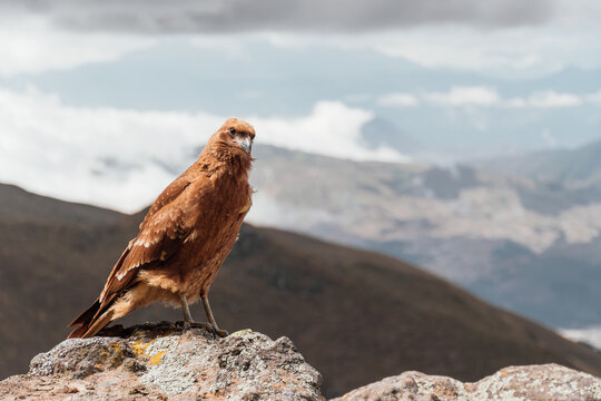 Brown wild falcon on rocks with mountain scenery and cloudy sky behind