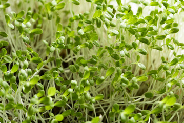 microgreen Foliage Background. mix of salad sprout vegetables germinated from high quality organic plant seed. microgreens growing indoor. selective focus. copyspace. defocused background