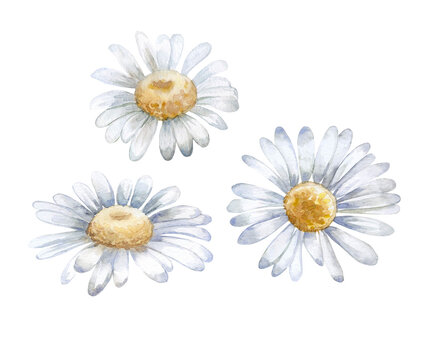 Chamomile, Daisies flowers, top view. Template. Watercolor illustration isolated on whitebackground. Hand painted.