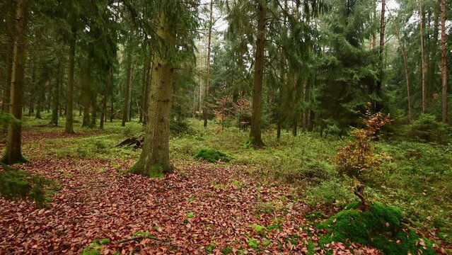 Walk through a spruce and pine forest in autumn, frontal tracking shot with gimbal, emsland, lower saxony, (picea abies, pinus sylvestris), germany