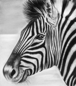 Black and white zebra hand drawn. animal illustration