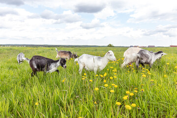 Fototapeta na wymiar Cute free range goatling on organic natural eco animal farm freely grazing in meadow background. Domestic goat graze chewing in pasture. Modern animal livestock, ecological farming. Animal rights