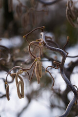 corylus avellana, contorta, contorted filbert, corkscrew hazel twig with buds and blossoms on snowy winter