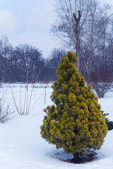 Pinus sylvestris, ornamental pine tree in garden at winter