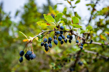Close up of branch of ripe Blackthorns (Prunus spinosa). Sloe overripe and dry berries with green...
