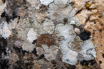 Abstract closeup of lichen on rock surface