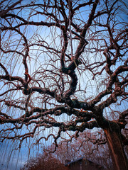 Winter Tree Silhouette Against Blue Sky