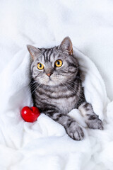 Fototapeta premium Funny scottish striped cat with beautiful eyes lying under the blanket. The figurine of the heart lies nearby. Animal love concept.