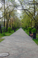 Green alley in the city. Empty benches. Summer, day