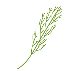 One green sprig of dill. Useful greens for salad. Vector illustration on a white background