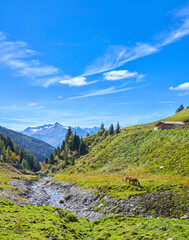 Schönes Bergpanorama mit grasenden Pferden,(Haflinger). Salzburger Land, oberhalb von Wald im...