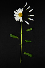 Chamomile on a colored background