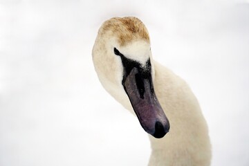 White Swan. Close-up shot of a bird's head against a background of snow.
