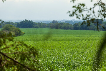 Obraz premium Valle del Cauca (Colombia)