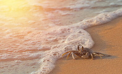 Crustacean crab claw on sand beach with sea wave