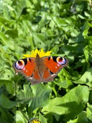 butterfly on a flower