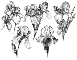 Floral graphic set with irises, black ink drawing