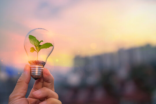 Ecology energy concept. Hand holding a light bulb with green growing plants