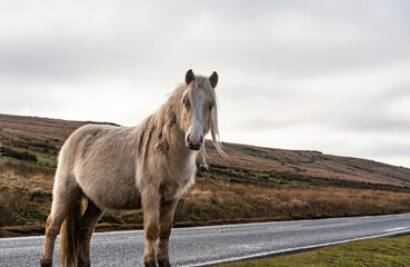 Welsh Mountain Ponies in Brecon Beacons National Park