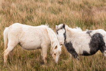 Obraz premium Welsh Mountain Ponies in Brecon Beacons National Park
